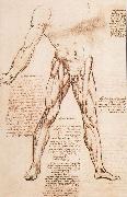 LEONARDO da Vinci Muscle structure of the thigh oil on canvas